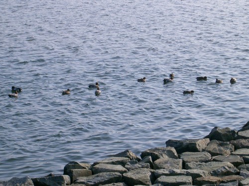 宍道湖　鳥