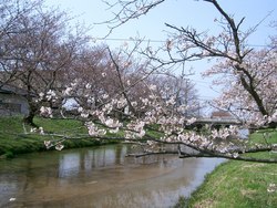 玉造温泉桜並木