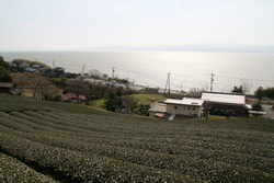 茶畑と宍道湖と一畑電車