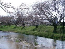 玉造温泉桜並木