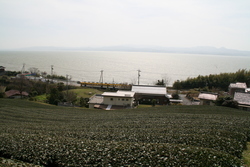 茶畑と宍道湖と一畑電車